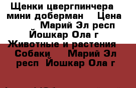 Щенки цвергпинчера ( мини доберман) › Цена ­ 5 000 - Марий Эл респ., Йошкар-Ола г. Животные и растения » Собаки   . Марий Эл респ.,Йошкар-Ола г.